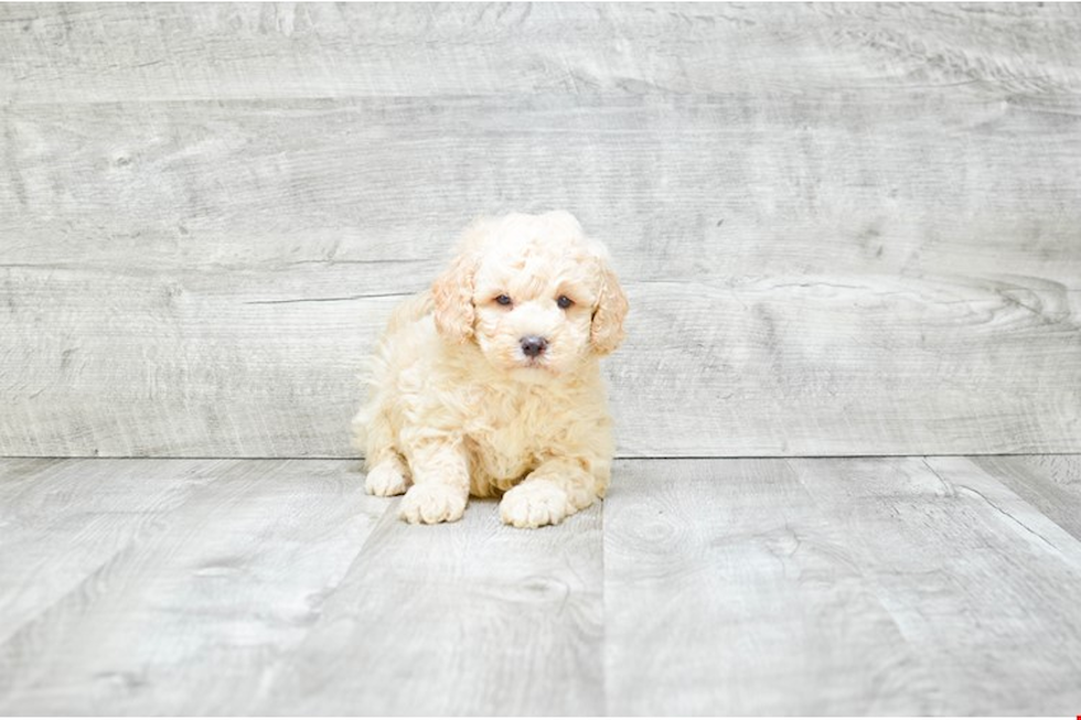 Best Mini Goldendoodle Baby