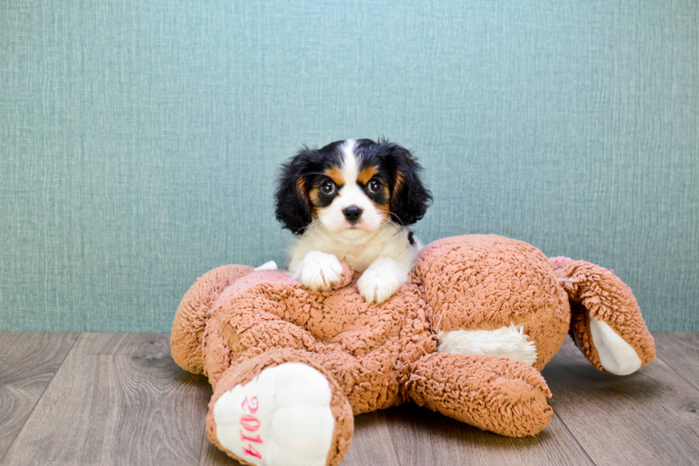 Popular Cavalier King Charles Spaniel Baby