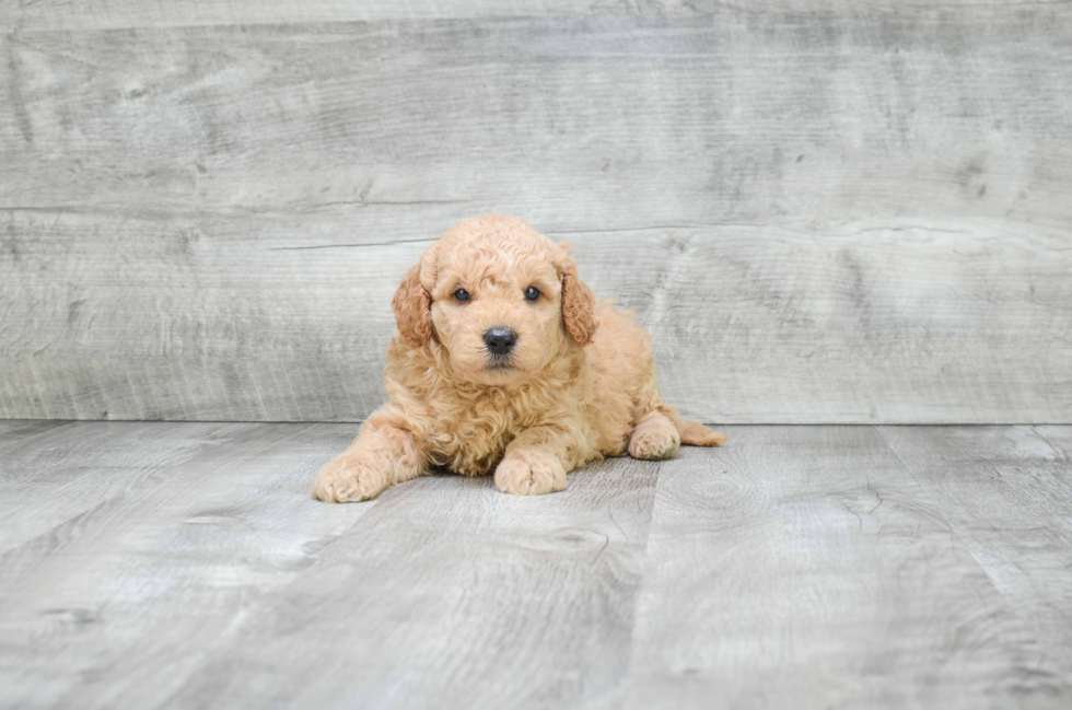 Energetic Golden Retriever Poodle Mix Puppy