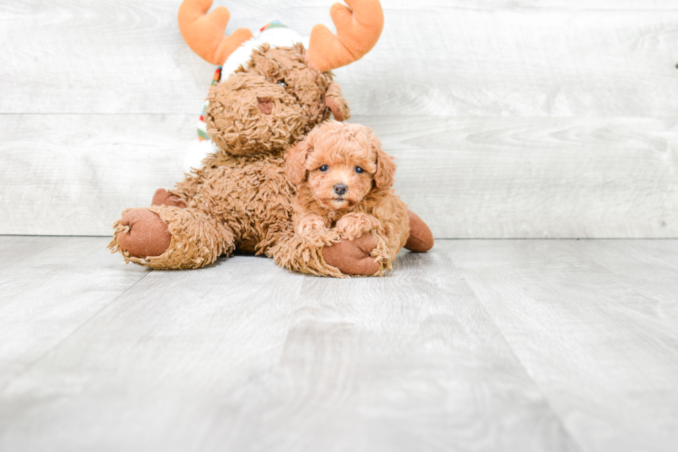 Little Poodle Purebred Pup