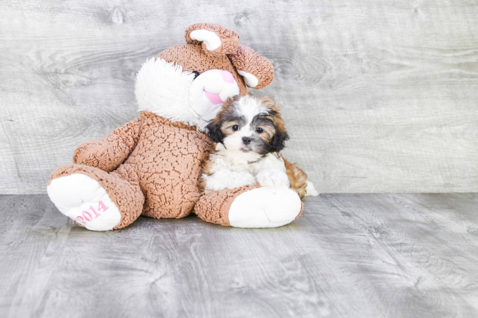 Teddy Bear Pup Being Cute