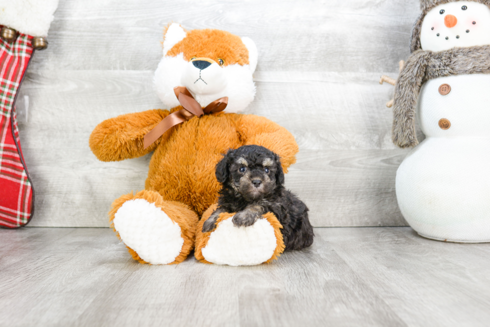 Hypoallergenic Poodle Baby