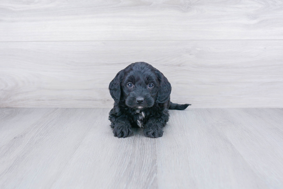 Funny Mini Goldendoodle Poodle Mix Pup