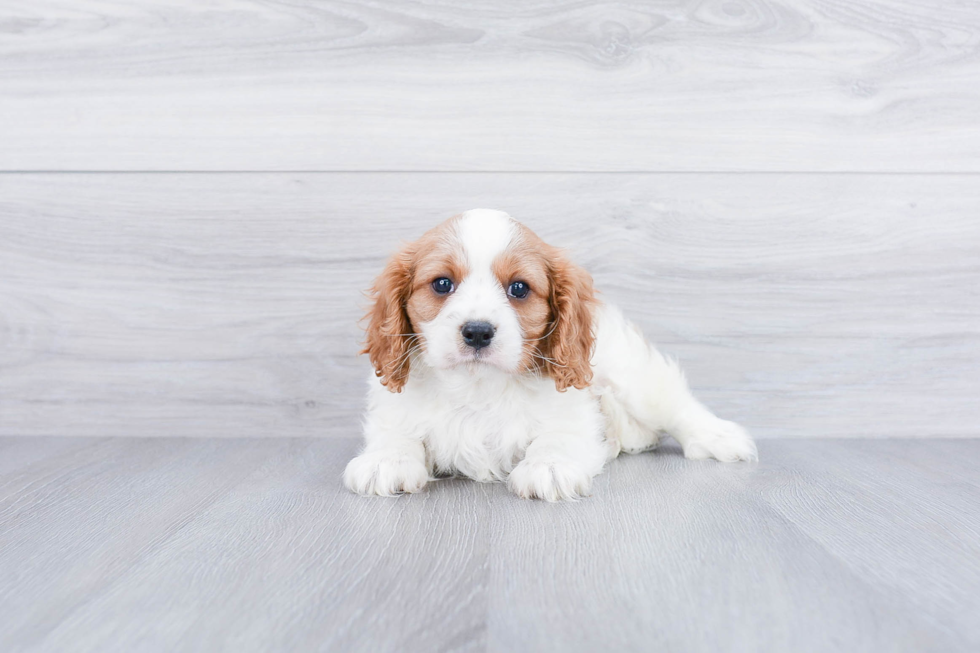 Best Cavalier King Charles Spaniel Baby