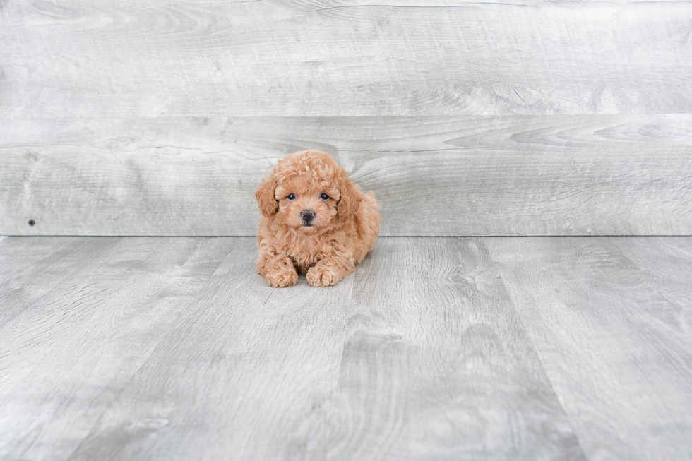 Poodle Pup Being Cute