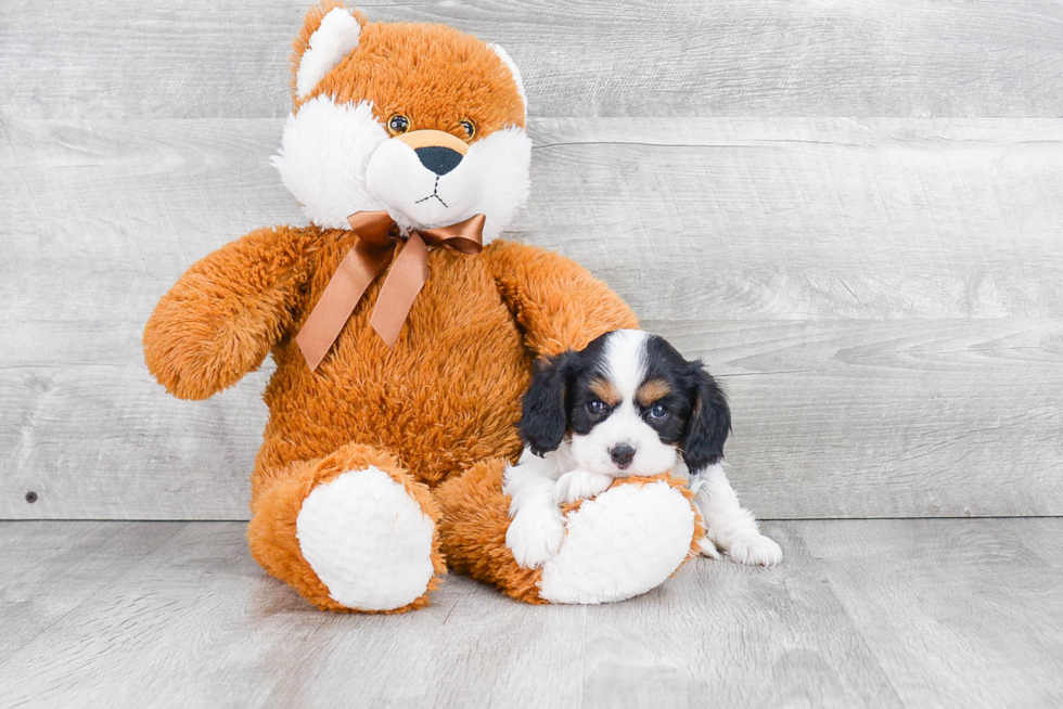 Popular Cavalier King Charles Spaniel Purebred Pup