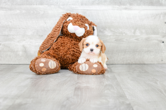 Best Cavalier King Charles Spaniel Baby