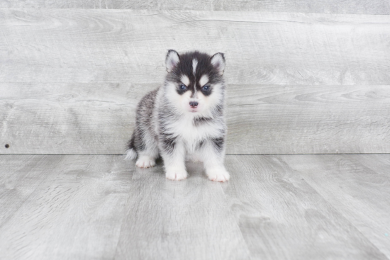 Happy Pomsky Baby