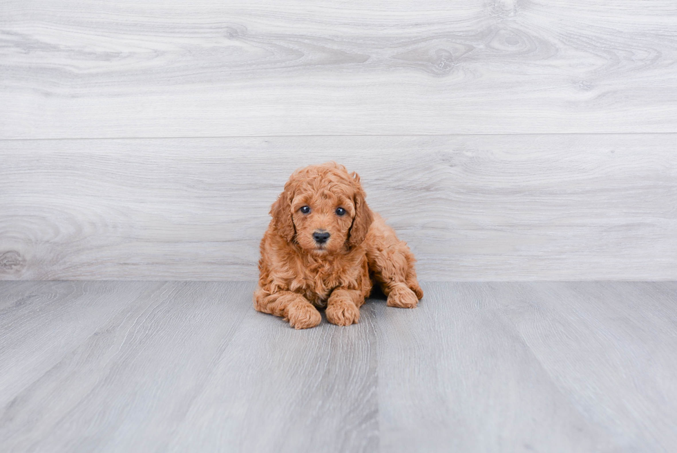 Funny Mini Goldendoodle Poodle Mix Pup