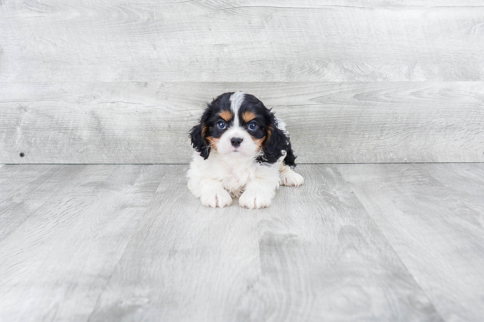 Small Cavalier King Charles Spaniel Baby