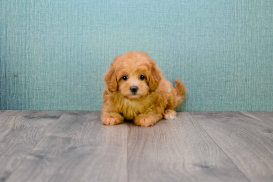 Cavapoo Pup Being Cute