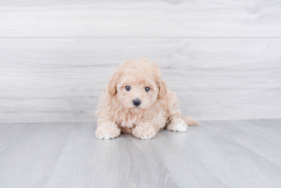 Adorable Maltepoo Poodle Mix Puppy