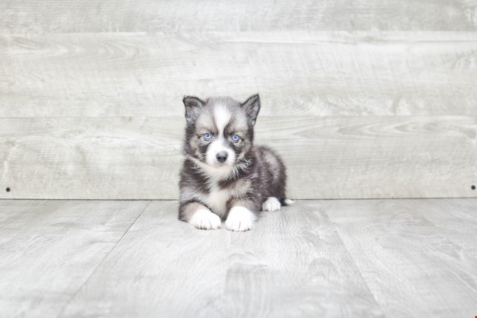 Hypoallergenic Mini Husky Designer Puppy