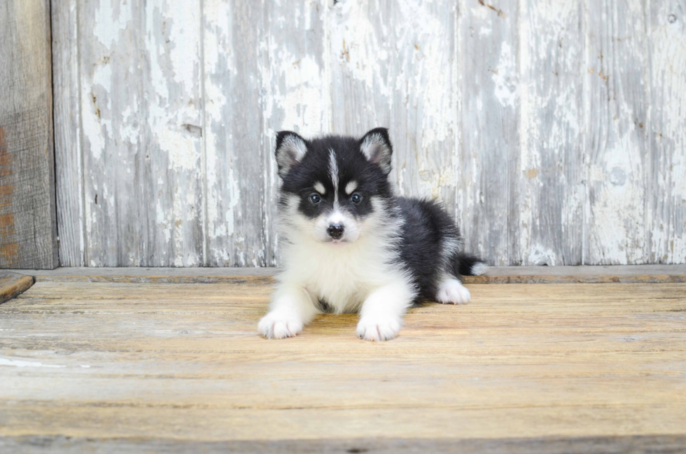 Playful Mini Husky Designer Puppy