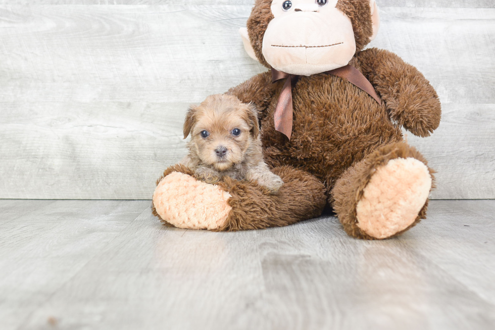 Energetic Yorkie Designer Puppy