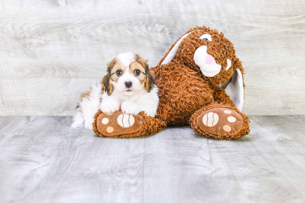 Cute Cavachon Baby