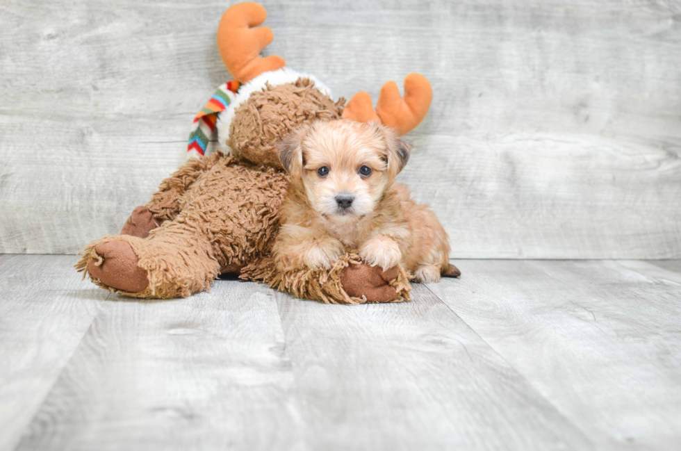 Playful Yorkie Designer Puppy