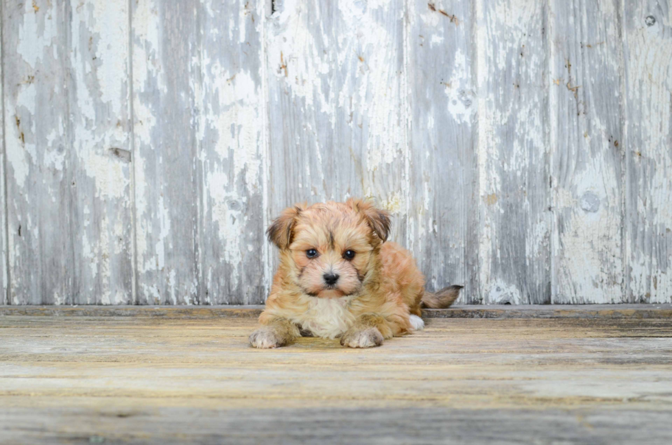 Small Morkie Baby