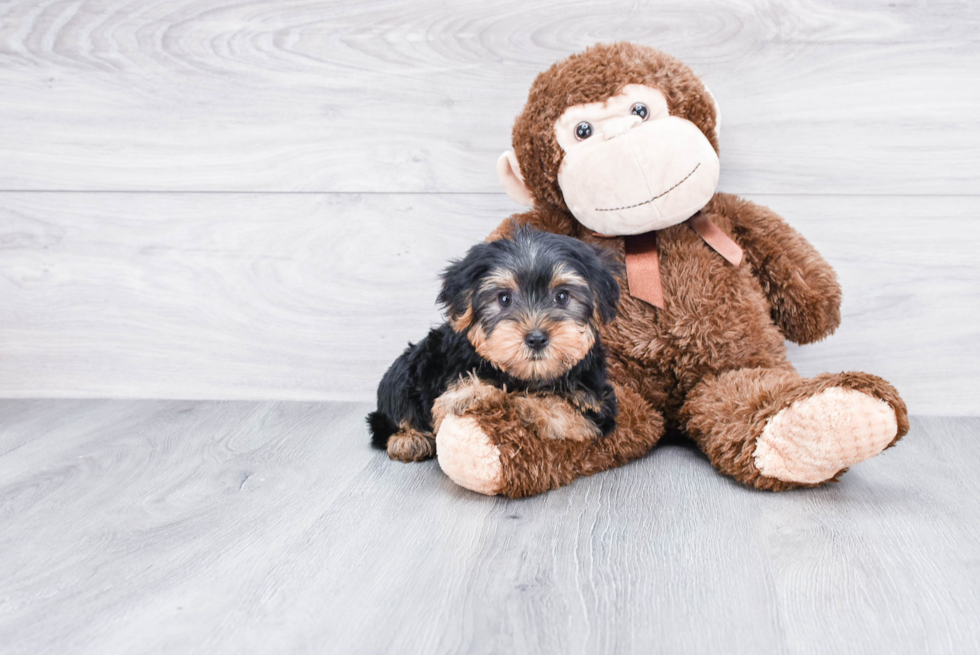 Meet Timmy - our Yorkshire Terrier Puppy Photo 