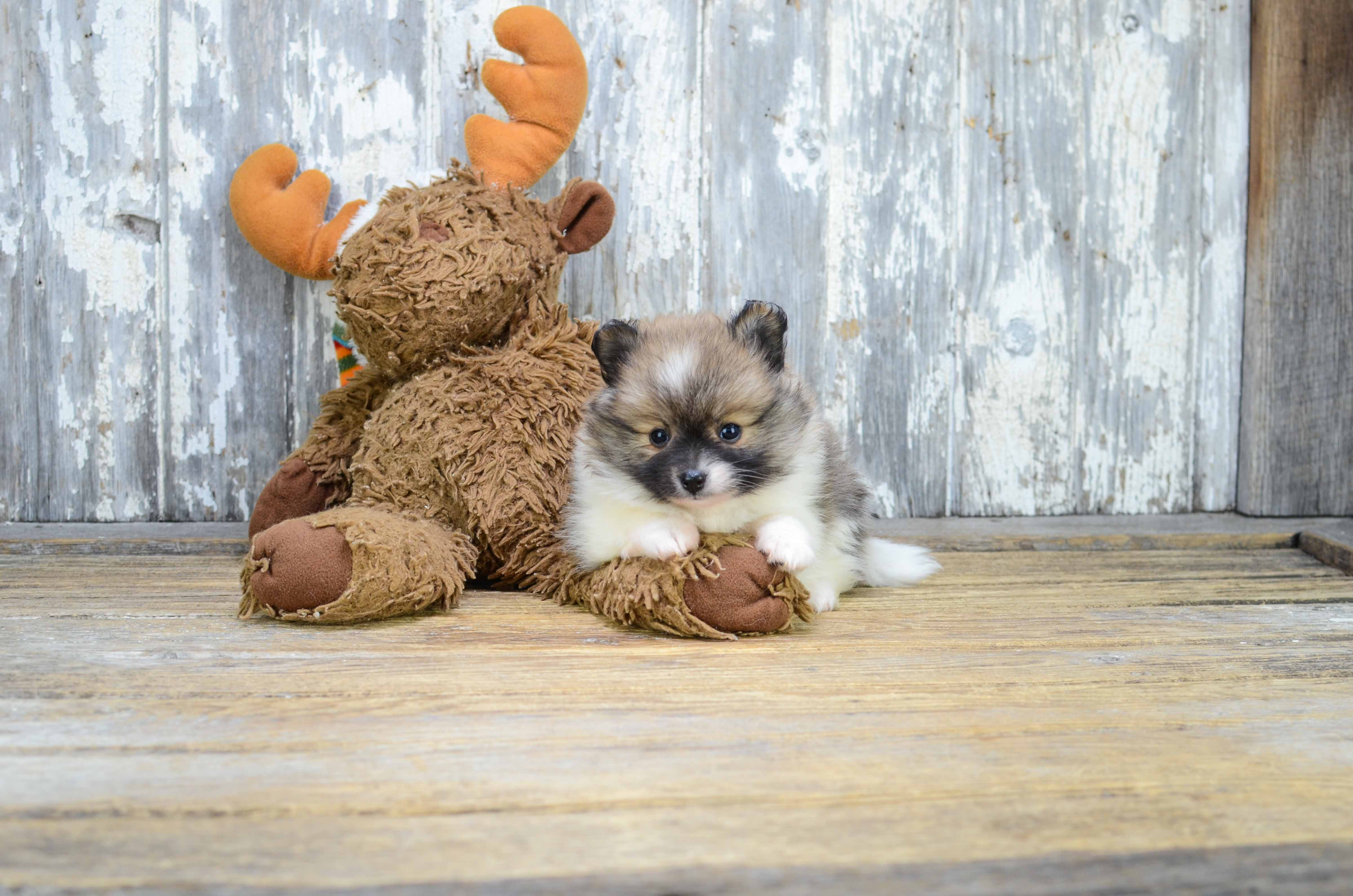 Hypoallergenic Pomeranian Baby