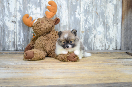 Hypoallergenic Pomeranian Baby