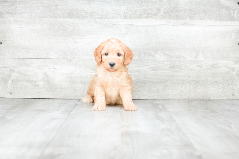 Hypoallergenic Golden Retriever Poodle Mix Puppy