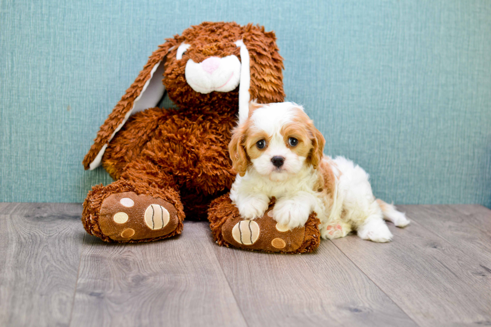 Cavalier King Charles Spaniel Puppy for Adoption