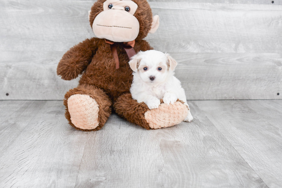 Best Maltipoo Baby