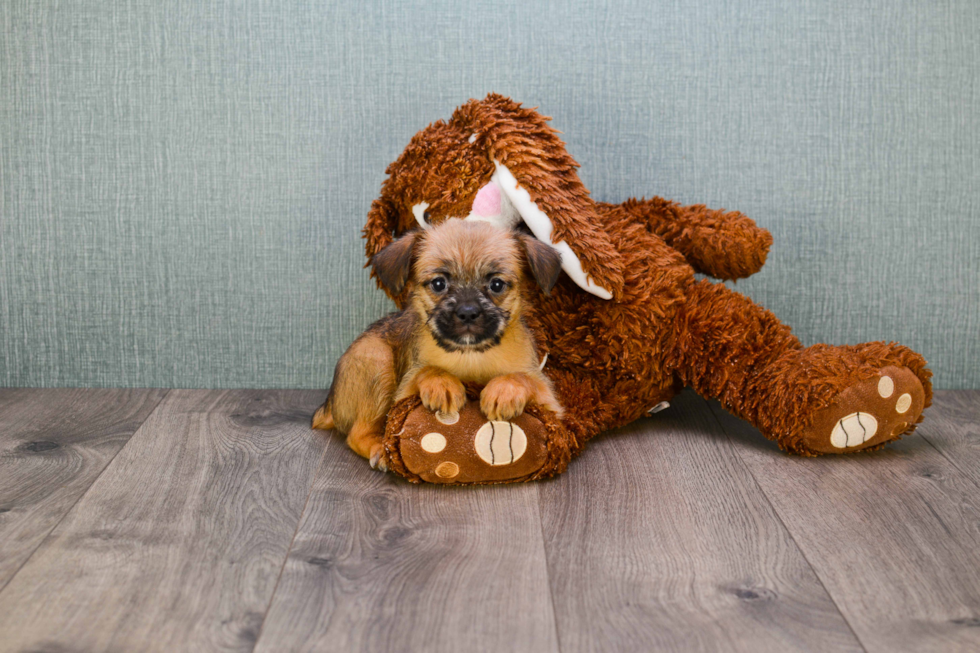 Best Brussels Griffon Baby