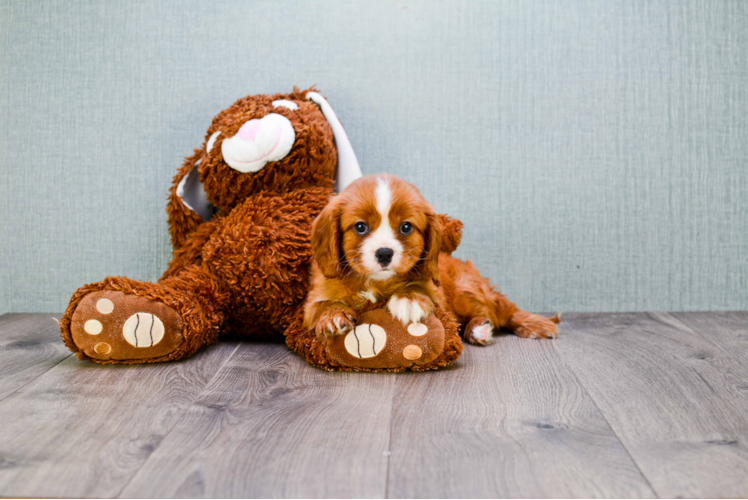 Happy Cavalier King Charles Spaniel Purebred Puppy