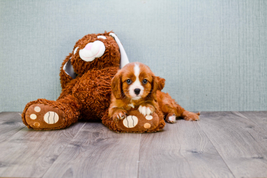 Happy Cavalier King Charles Spaniel Purebred Puppy