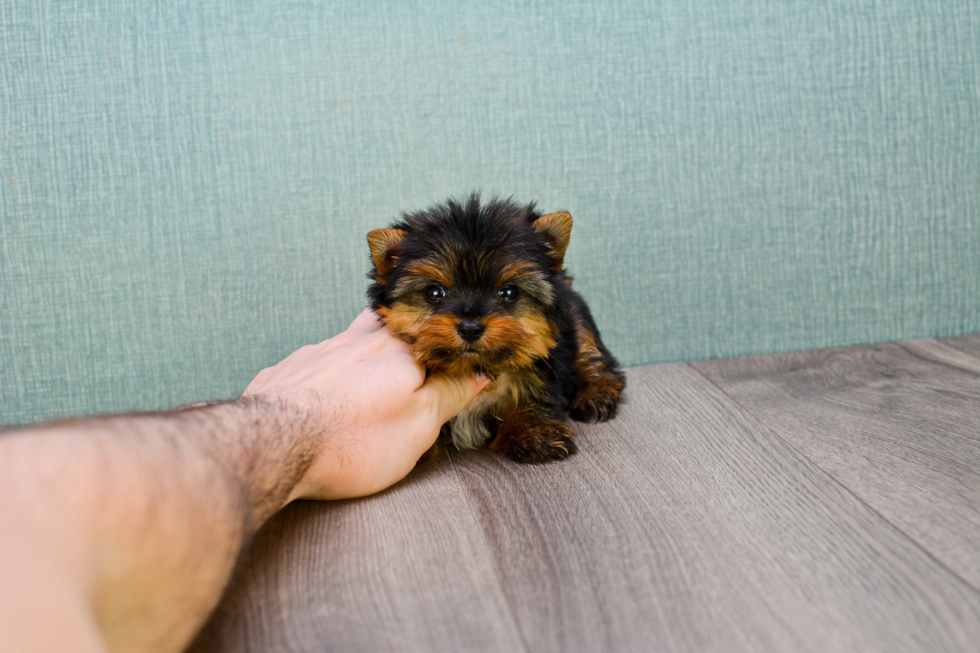 Meet Giselle - our Yorkshire Terrier Puppy Photo 