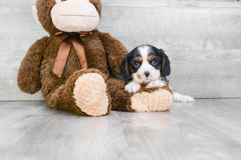 Hypoallergenic Cavalier King Charles Spaniel Purebred Pup