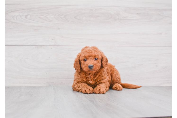 Friendly Mini Goldendoodle Baby