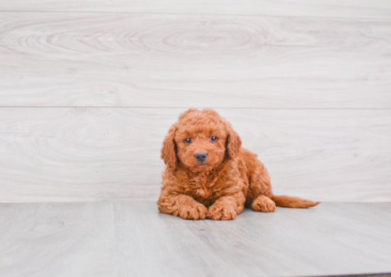 Friendly Mini Goldendoodle Baby