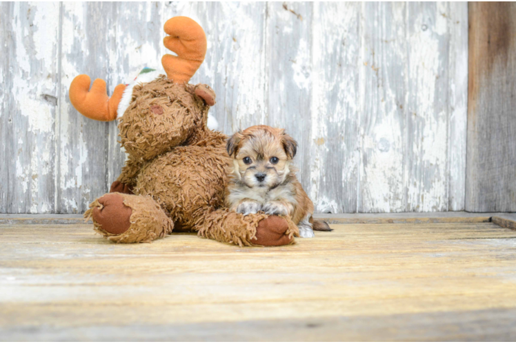 Fluffy Morkie Designer Pup