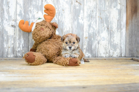 Fluffy Morkie Designer Pup