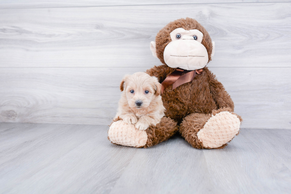 Maltipoo Pup Being Cute