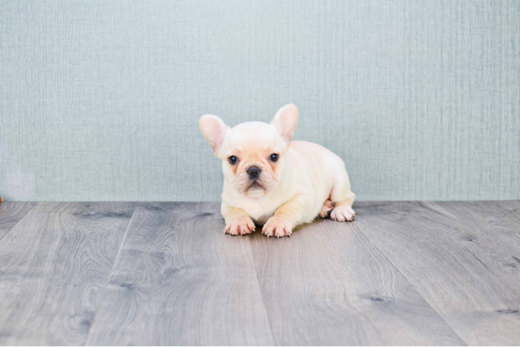 French Bulldog Puppy for Adoption