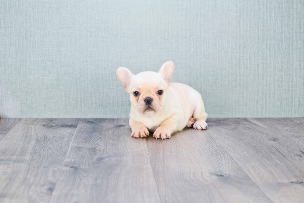 French Bulldog Puppy for Adoption