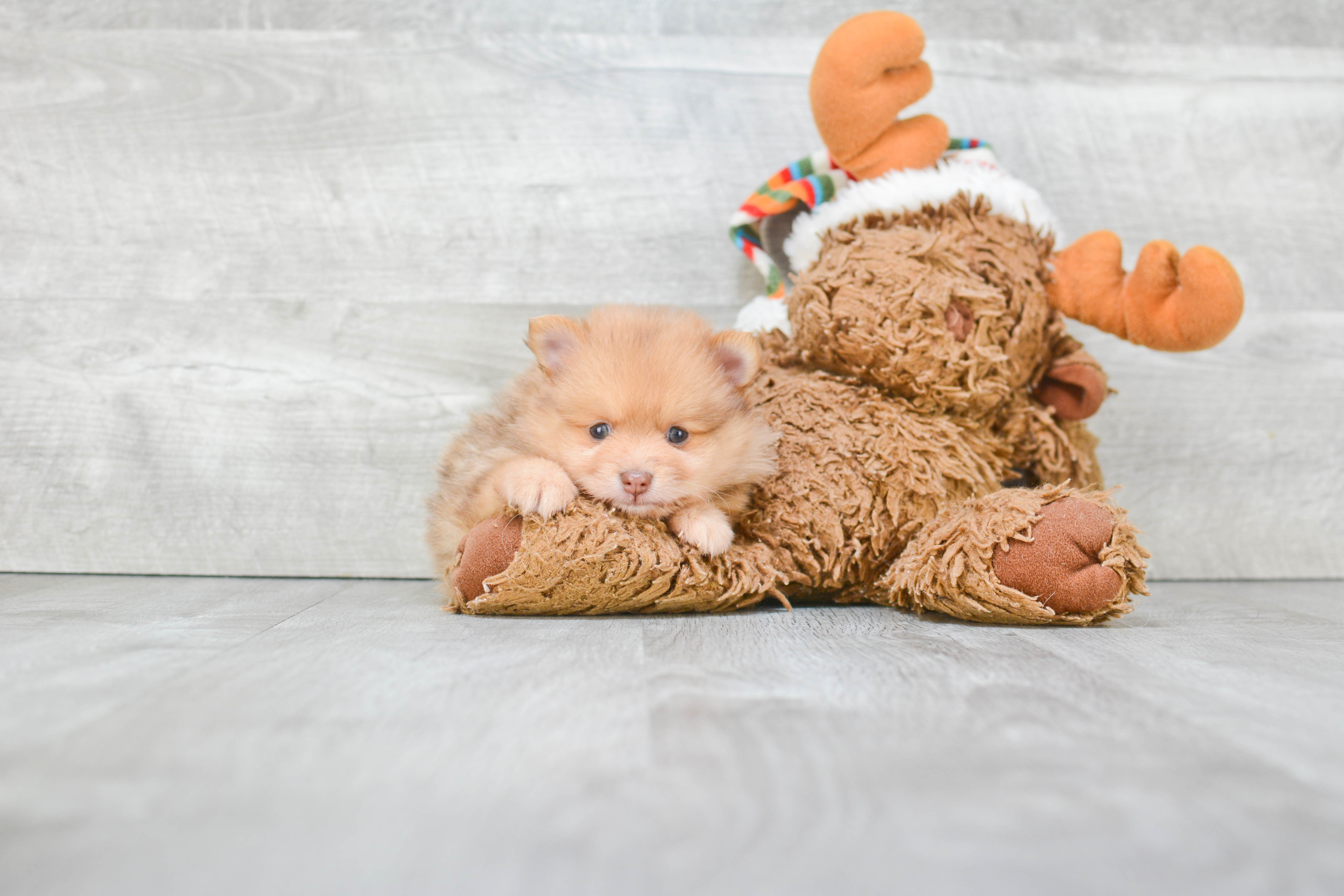 Hypoallergenic Pomeranian Purebred Pup