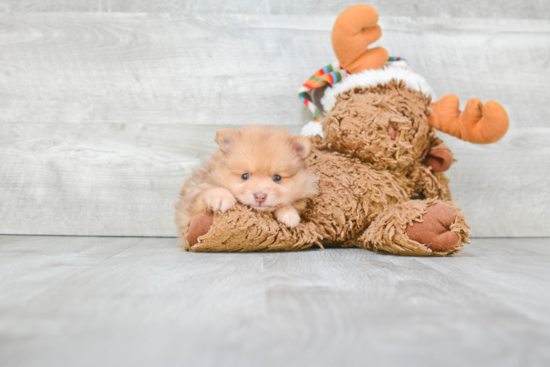 Hypoallergenic Pomeranian Purebred Pup