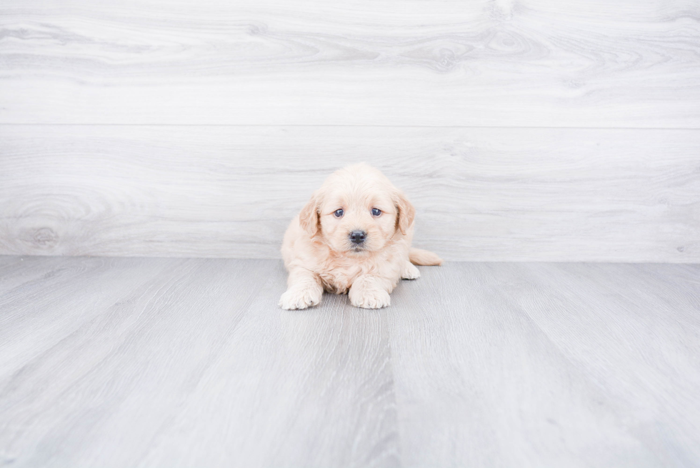 Best Mini Goldendoodle Baby