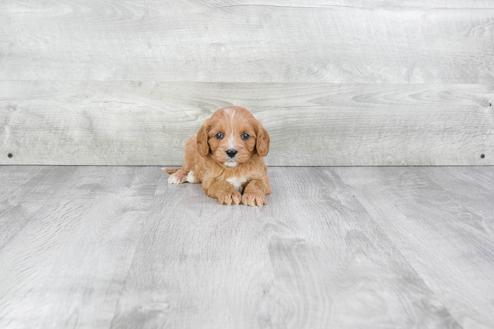 Cavapoo Puppy for Adoption