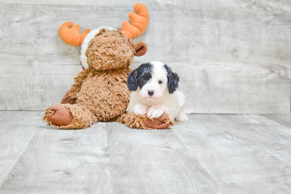 Cavapoo Pup Being Cute