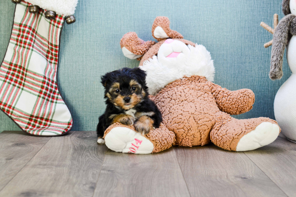 Morkie Pup Being Cute