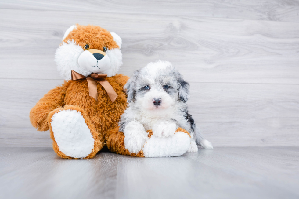 Best Mini Sheepadoodle Baby