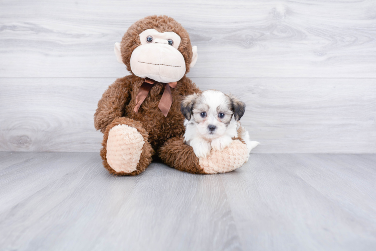 Popular Teddy Bear Designer Pup