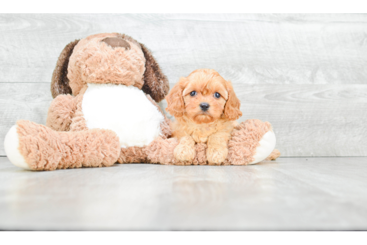 Adorable Cavoodle Poodle Mix Puppy