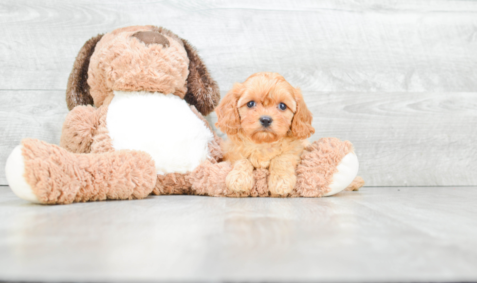 Adorable Cavoodle Poodle Mix Puppy